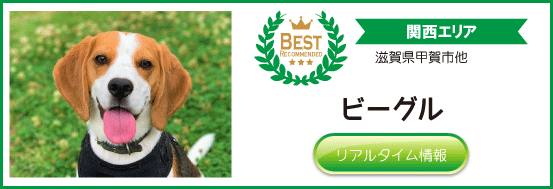 当店おすすめ関西地方のビーグルブリーダー子犬販売情報