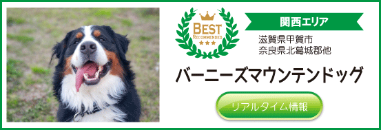 当店おすすめ関西地方のバーニーズマウンテンドッグブリーダー子犬販売情報