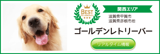 当店おすすめ関西地方のゴールデンレトリーバーブリーダー子犬販売情報