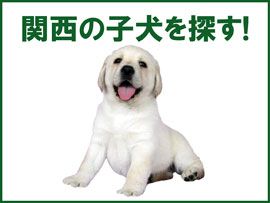 関西ブリーダーの子犬販売情報を検索
