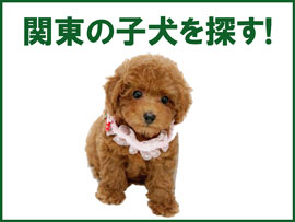 関東ブリーダーの子犬販売情報を検索