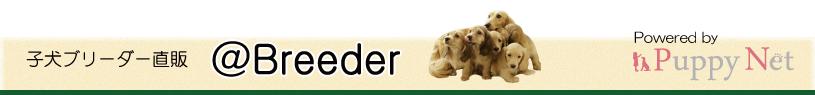 関西（近畿）ケアーンテリアブリーダー子犬販売　アットブリーダー